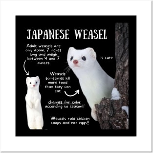 Animal Facts - Japanese Weasel Posters and Art